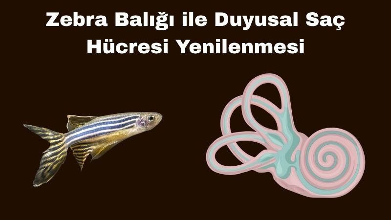 Zebra Balığı ile Saç Hücresi Yenilenmesi: İşitme Kaybına Genetik Çözüm Umudu Zebra Balığı ile Saç Hücresi Yenilenmesi: İşitme Kaybına Genetik Çözüm Umudu