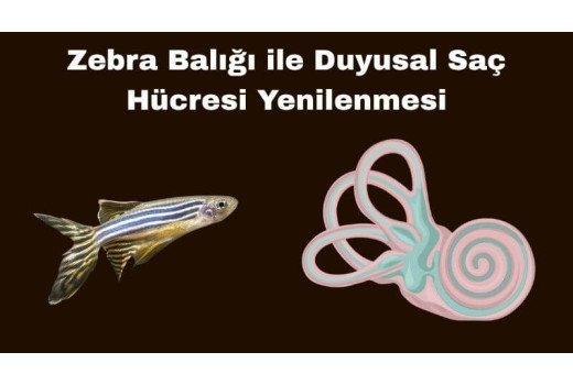 Zebra Balığı ile Saç Hücresi Yenilenmesi: İşitme Kaybına Genetik Çözüm Umudu