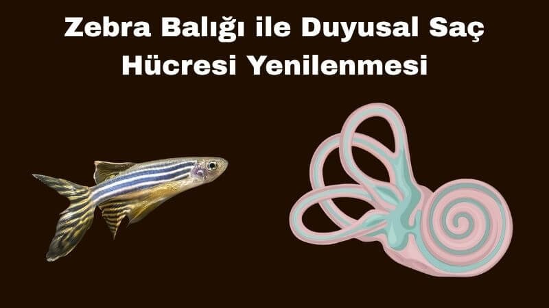 Zebra Balığı ile Saç Hücresi Yenilenmesi: İşitme Kaybına Genetik Çözüm Umudu Zebra Balığı ile Saç Hücresi Yenilenmesi: İşitme Kaybına Genetik Çözüm Umudu